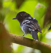 Variable Antshrike