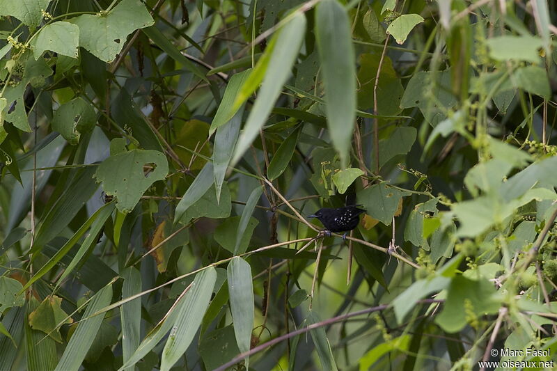 Batara bleuâtre mâle, identification