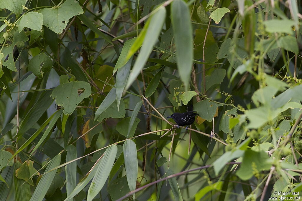 Variable Antshrike male, identification