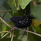 Batara bleuâtre