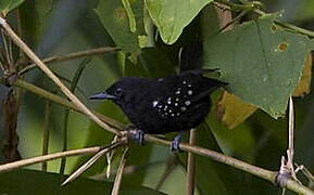 Variable Antshrike