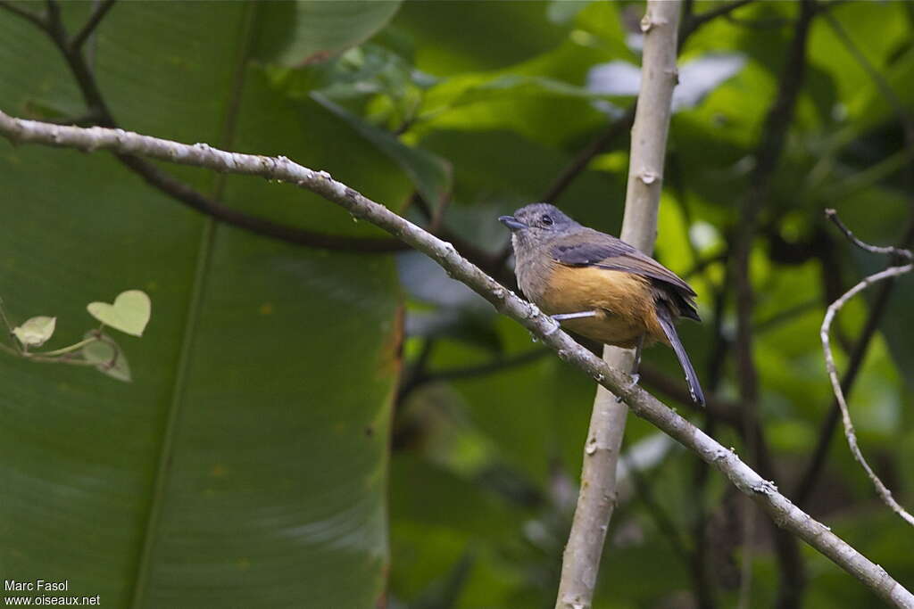 Batara bleuâtre femelle adulte, identification