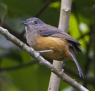 Variable Antshrike