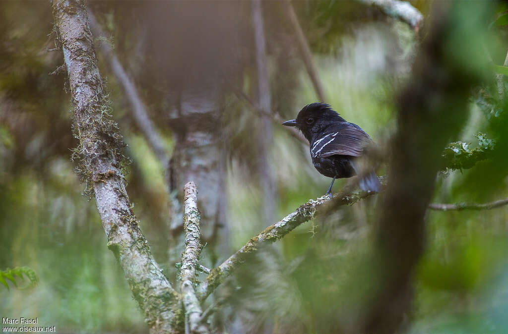 Batara bleuâtre mâle adulte, identification