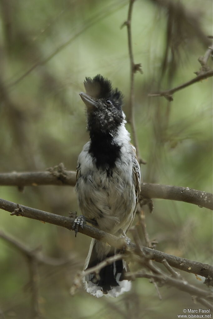 Collared Antshrike male, identification