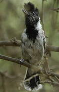 Collared Antshrike