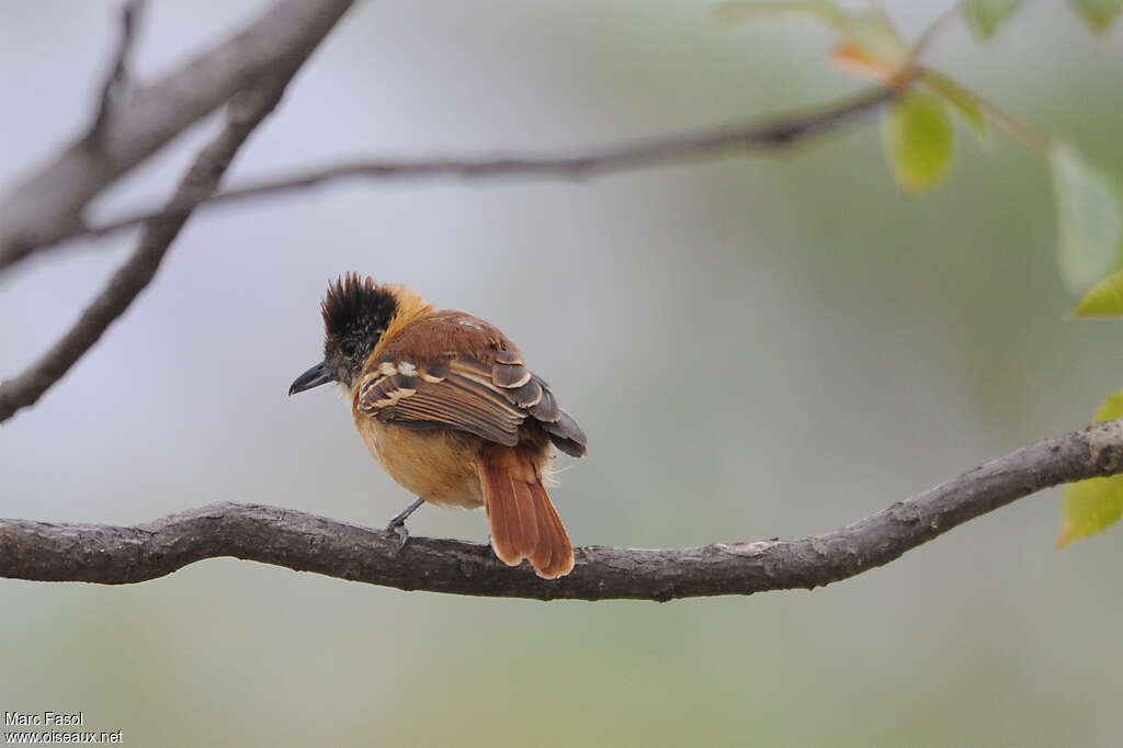 Collared Antshrike female adult breeding, identification