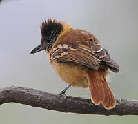 Collared Antshrike