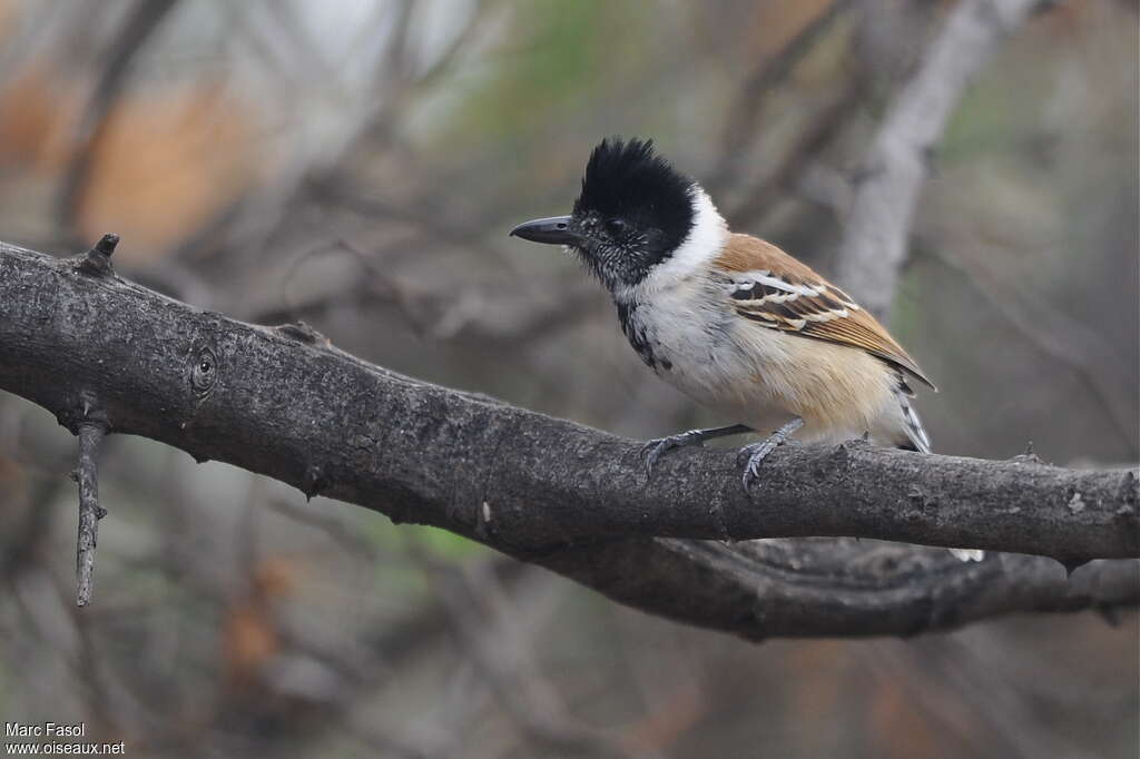 Collared Antshrike male adult, identification