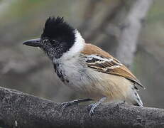 Collared Antshrike