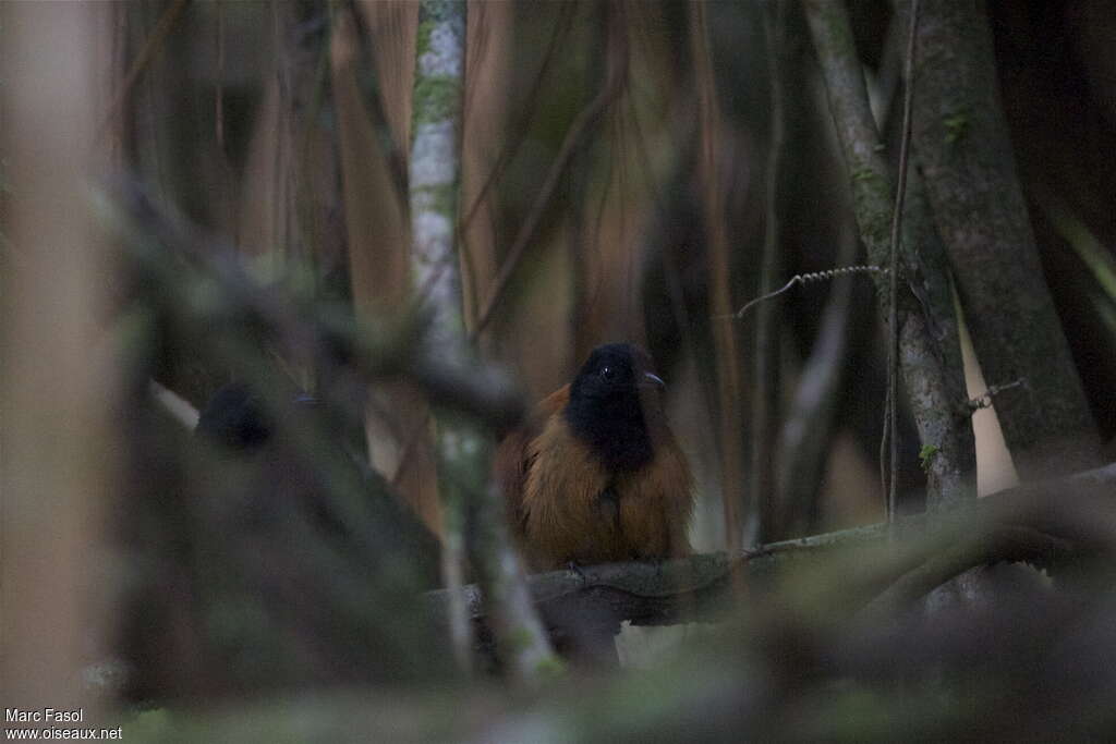 Batara du Cocha femelle adulte, identification