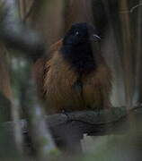 Cocha Antshrike