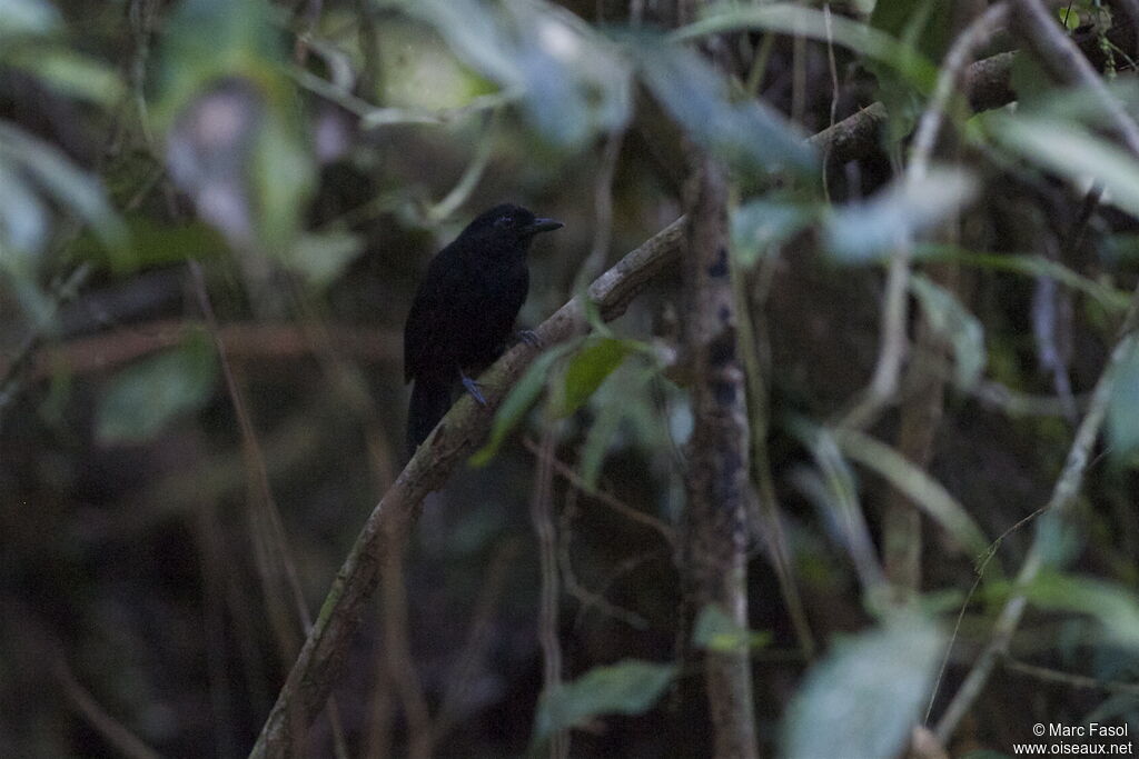 Cocha Antshrike male adult, identification