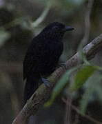 Cocha Antshrike