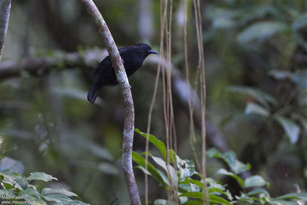 Cocha Antshrike male adult, identification