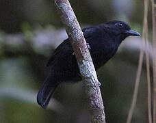 Cocha Antshrike