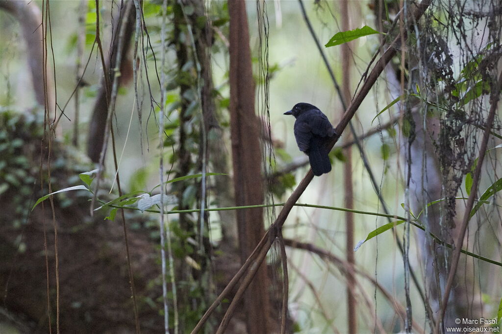 Cocha Antshrike male adult, identification