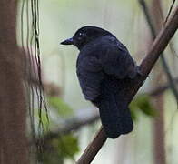 Cocha Antshrike