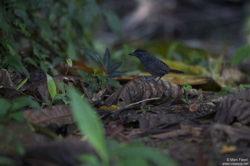 Fasciated Antshrike male adult, identification, Behaviour