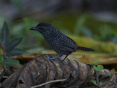 Fasciated Antshrike