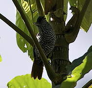 Chestnut-backed Antshrike