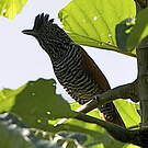 Batara mantelé