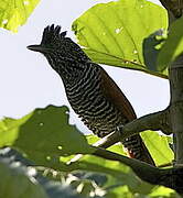 Chestnut-backed Antshrike