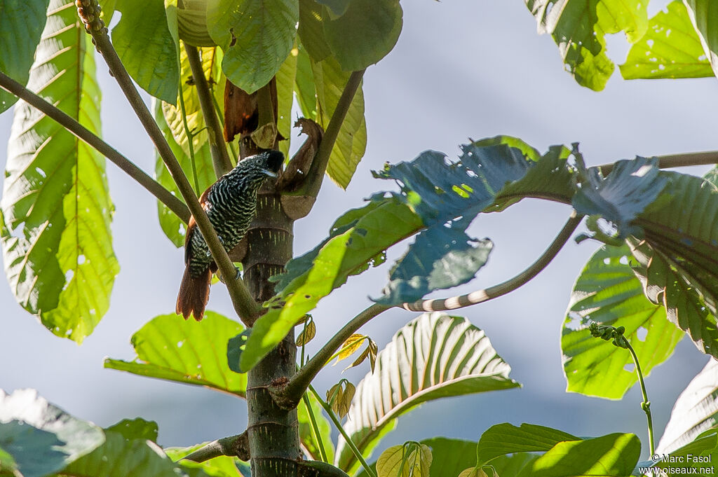 Batara mantelé mâle adulte, identification