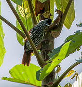 Chestnut-backed Antshrike