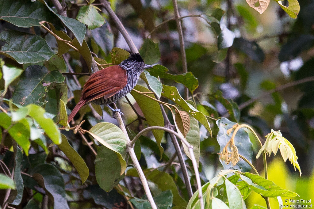 Chestnut-backed Antshrike male adult