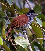 Chestnut-backed Antshrike