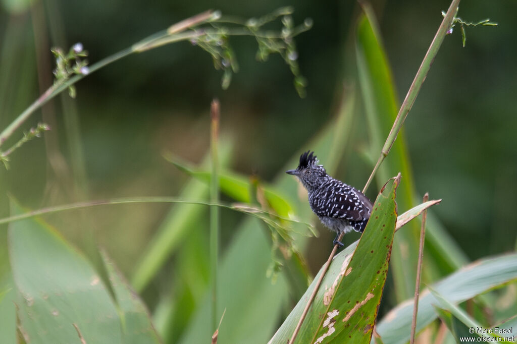 Batara rayé mâle adulte, identification