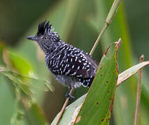 Barred Antshrike