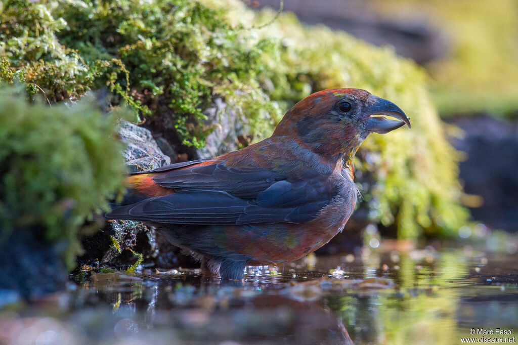 Red Crossbill male subadult, identification, drinks