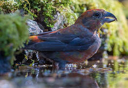 Red Crossbill