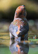 Red Crossbill