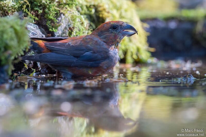 Red Crossbill male subadult, drinks