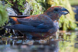 Red Crossbill