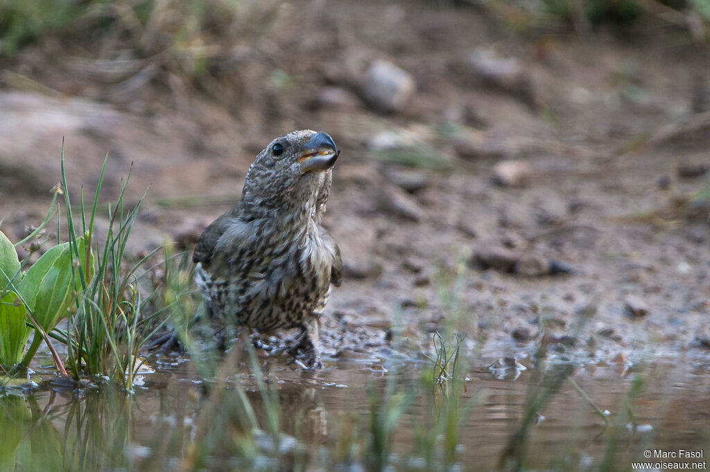 Red Crossbilljuvenile, identification, drinks