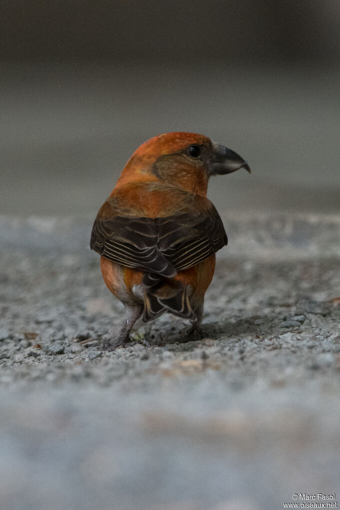 Red Crossbill male adult breeding, identification