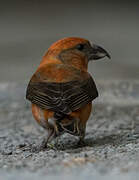 Red Crossbill