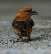 Red Crossbill