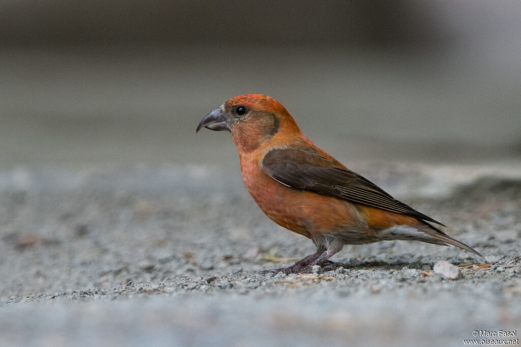 Red Crossbill male adult, identification