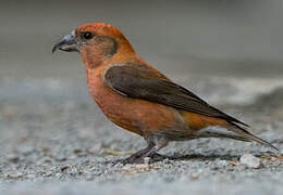 Red Crossbill