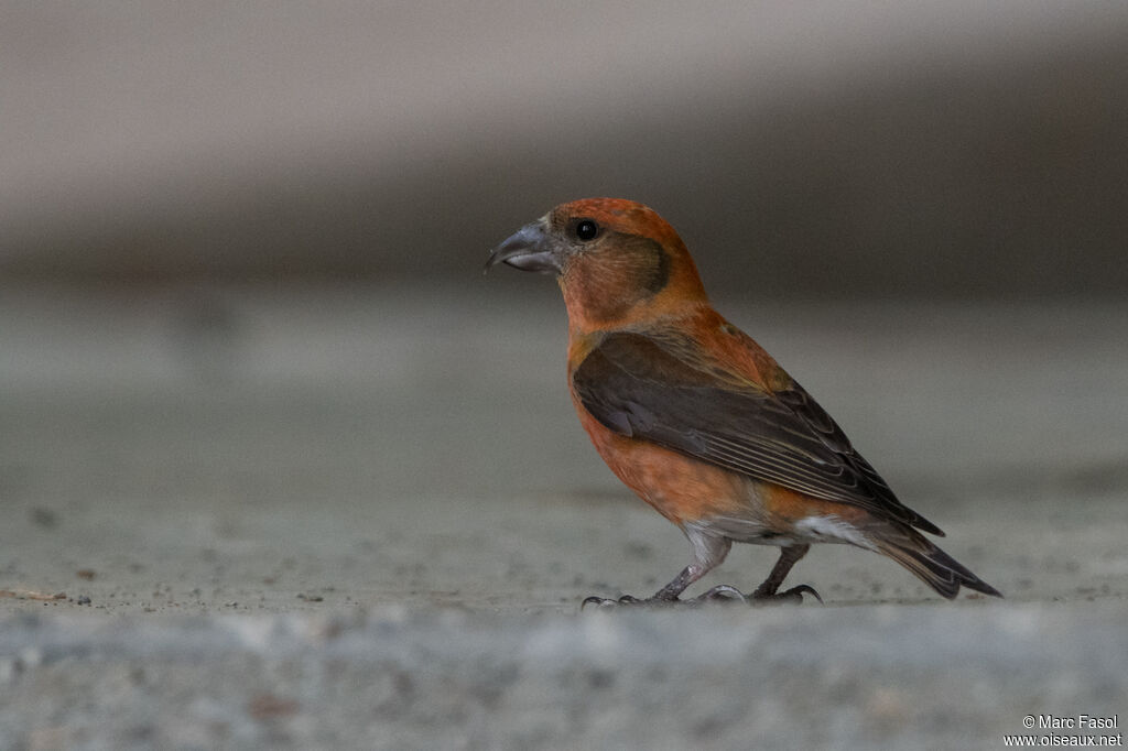 Red Crossbill male adult breeding, identification