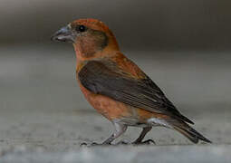 Red Crossbill