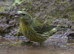 Red Crossbill