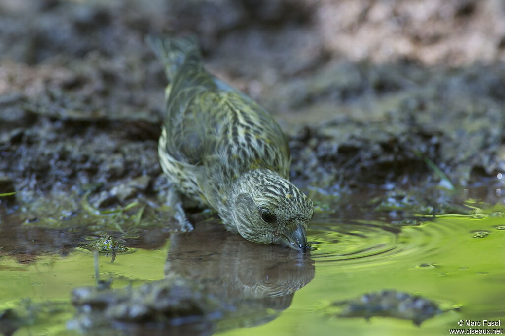 Red Crossbilljuvenile, identification, feeding habits