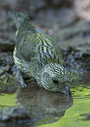 Red Crossbill