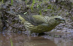 Red Crossbill